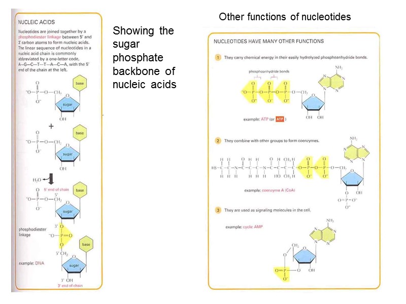 Other functions of nucleotides Showing the sugar phosphate backbone of nucleic acids